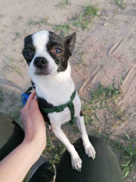istock Black and white chihuahua on a walk. 1360182868
