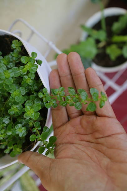 istock Green and fresh Clover plant 1360183053