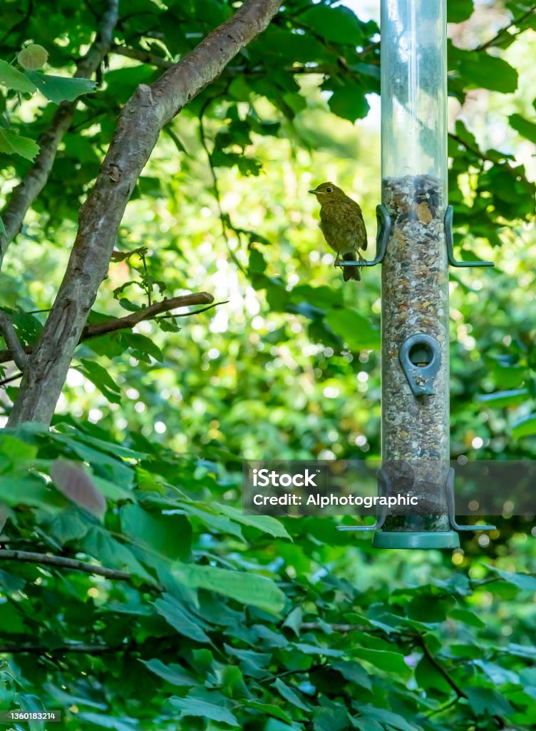 Willow warbler on a bird feeder Willow warbler on a bird feeder in a woodland in Cornwall. Bird Feeder Stock Photo