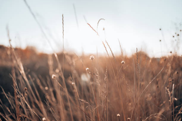 istock Dry flower plants on an autumn meadow at sunset with sun background 1360183285