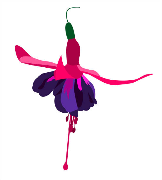 wektor pojedynczego kwiatu fuksji - fuschia stock illustrations