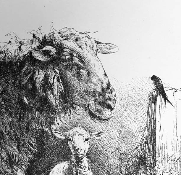 istock Good friends, sheep family and a bird 1360185276