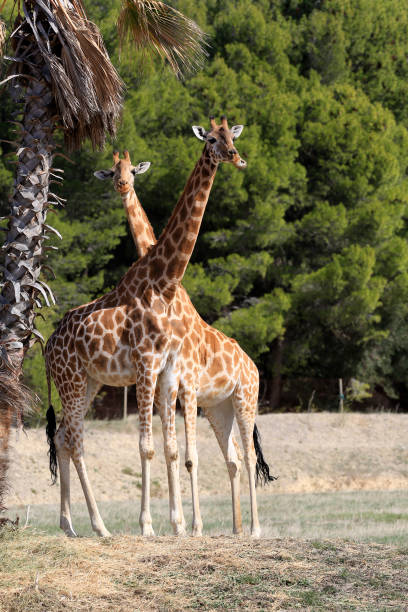 istock giraffe with long neck in africa 1360187238
