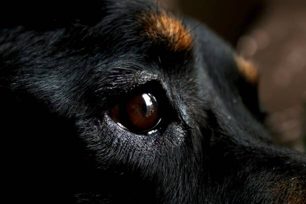 istock Close up of Rottweilers face 1360189751