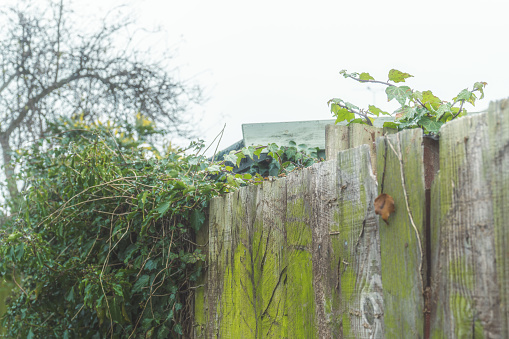 Part of an old gray green wooden fence