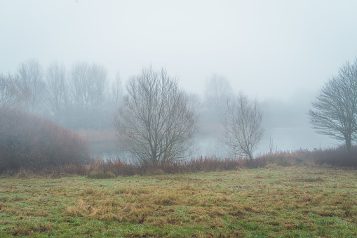 Path Through The Misty Woodland