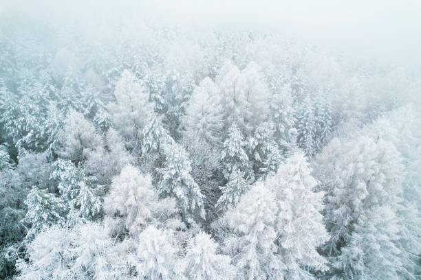 istock Snow Covered Spruce Trees in Forest at Winter 1360192906