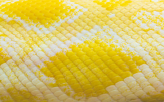 golden python scale texture,close up view of golden python (Python bivittatus) skin texture,Scales of a golden python ,Texture. The skin of a live yellow snake with white stripes. Gold reticulated python