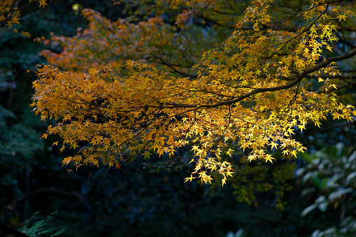 Autumn background with colorful leaves falling from the trees.