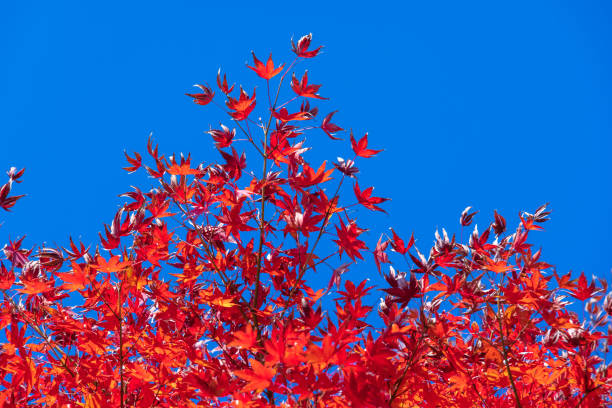 Trees on the mountain with brightly colored autumn leaves