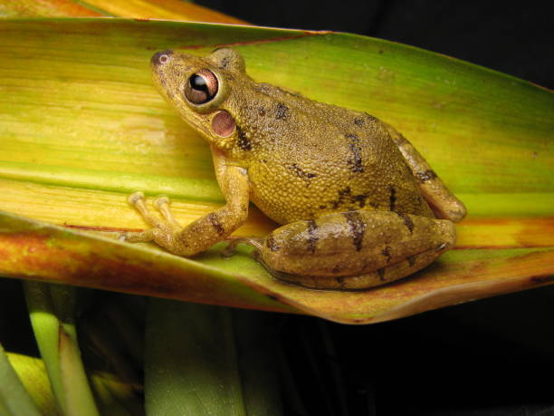 istock Brazilian frog 1360195289