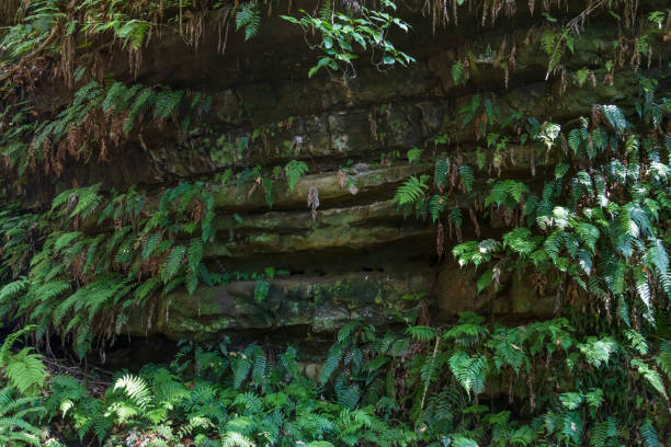 istock A fern with beautiful greenery that grows naturally in the stratum where rocks overlap 1360195434
