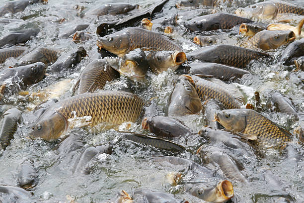 Carp/Fish at Pymatuning Lake, Pennsylvania.  Lots of blur from motion and focus point selection - be sure to check close up.