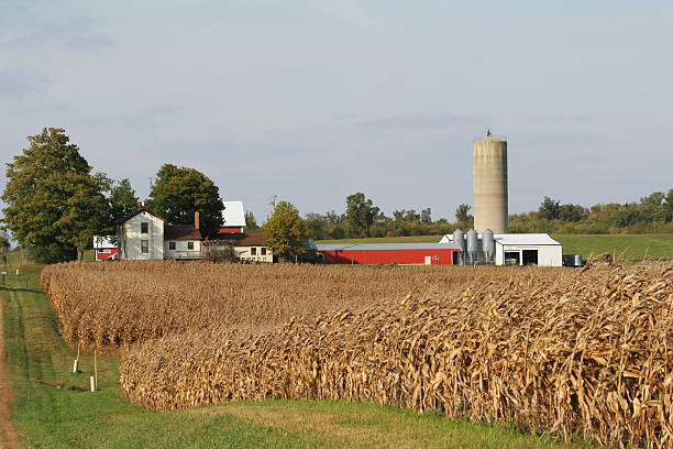 istock Ohio Corn Field and Farm Buildings 136019604