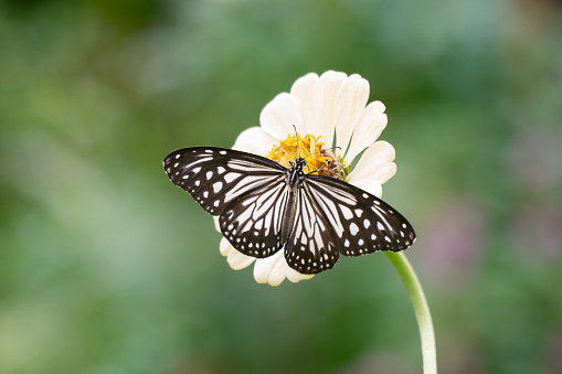 A beautiful Blue Tiger butterfly (Tirumala limniace), feeding on a white zinnia flower in the garden and wings wide open - commonly found in South Asia and Southeast Asia.