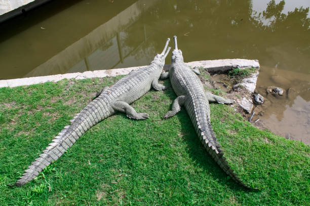 deux crocodiles gavient sur la rive d’un étang. lat. gavialis gangeticus - gavial photos et images de collection