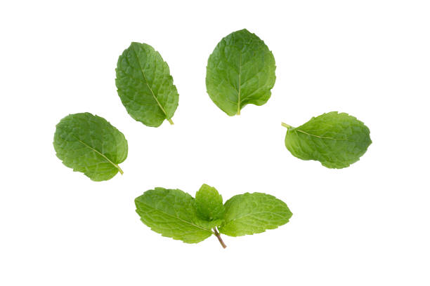 istock Green Mint leaves isolated on a white background 1360197745