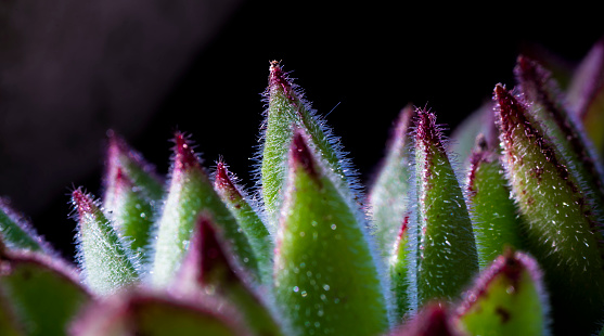 Close up macro photography of a Haworthia reinwardtii, dragon plant, xanthorrhoeaceae, hawortia erectus. Buenos Aires, Argentina