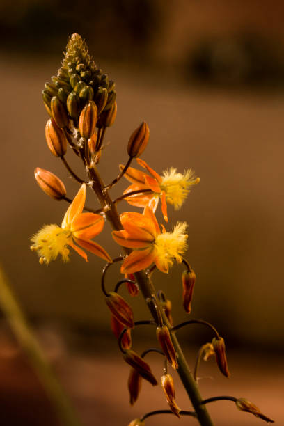 nahaufnahme makrofotografie einer bulbine frutescens, schlangenpflanze, xanthorrhoeaceae - bulbine frutescens stock-fotos und bilder