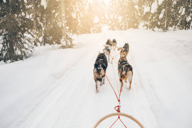 Husky dogs sledge. Riding husky dogs sledge in snow winter forest in Finland, Lapland Husky dogs sledge. Riding husky dogs sledge in snow winter forest, Finland, Lapland dogsledding stock pictures, royalty-free photos & images