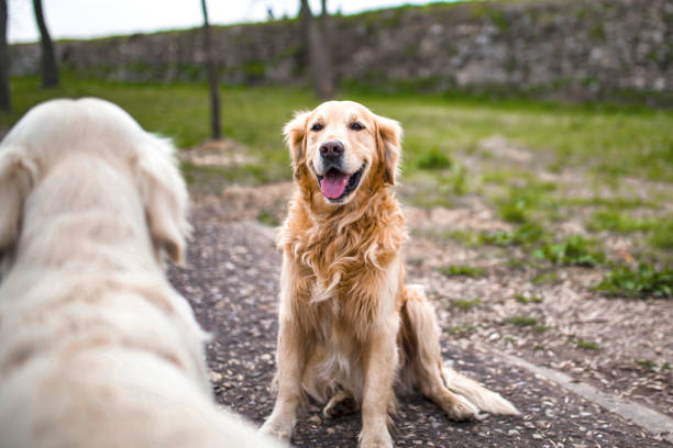 Smiling golden retriever looking towards white retriever in park