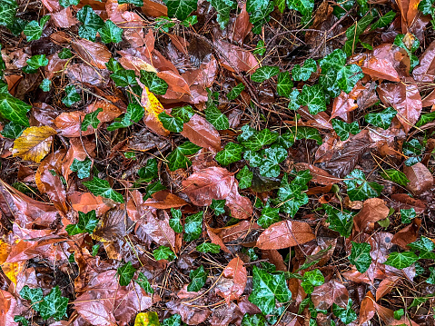 A wet soil in the forest, covered with green leaves and foliage in winter.