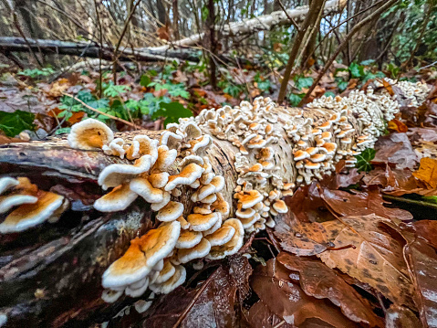 An old and wet branch covered with small mushrooms in winter in the forest.