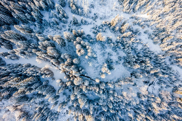 istock Snow Covered Pine Trees in Winter Forest at Sunny Day. Aerial Drone Top Down View 1360199530