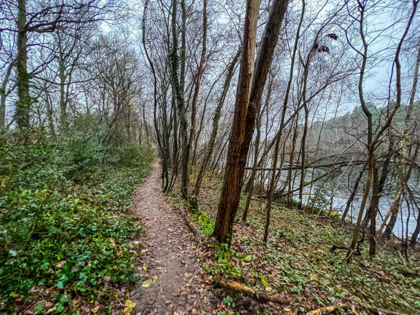 istock A path through a forest next to a lake in rainy weather in winter. 1360200112