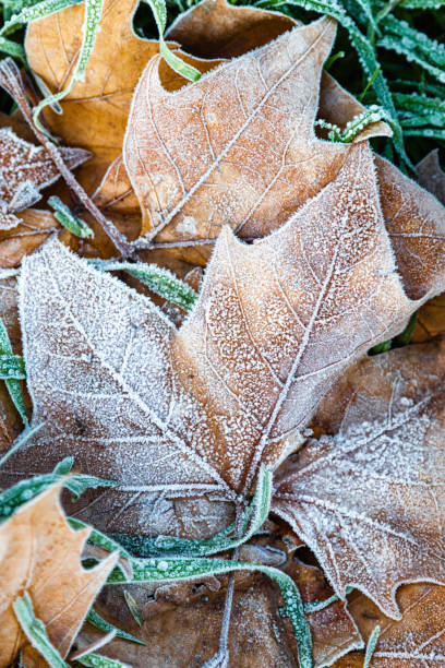 istock frosty leaves on a winter morning 1360200632