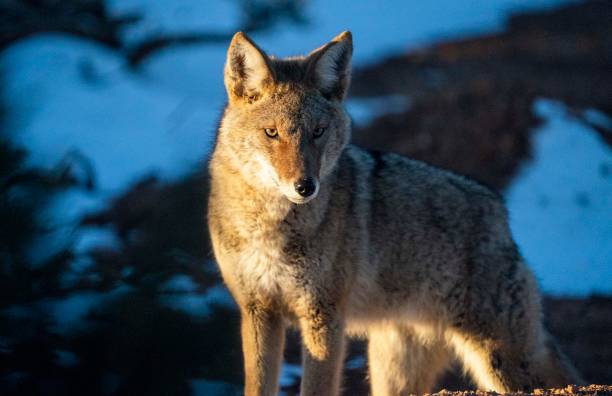 istock Coyote in the morning light 1360202398