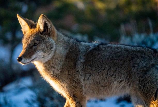 istock Coyote in the morning light 1360202400