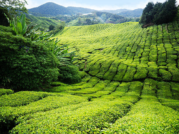 istock Tea plantation Cameron highlands, Malaysia 136020314