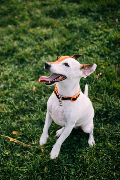 istock Jack russel dog sitting on the grass 1360204052