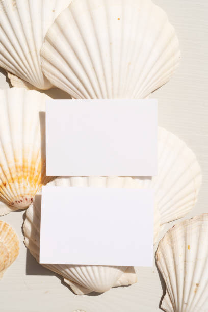 istock Sea shells styled stock scene 1360204058