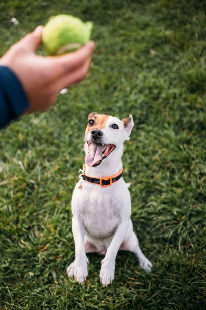 istock Jack russel dog sitting on the grass waiting for playing with ball 1360204134