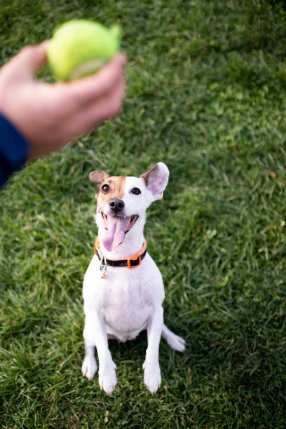 istock Jack russel dog sitting on the grass waiting for playing with ball 1360204328