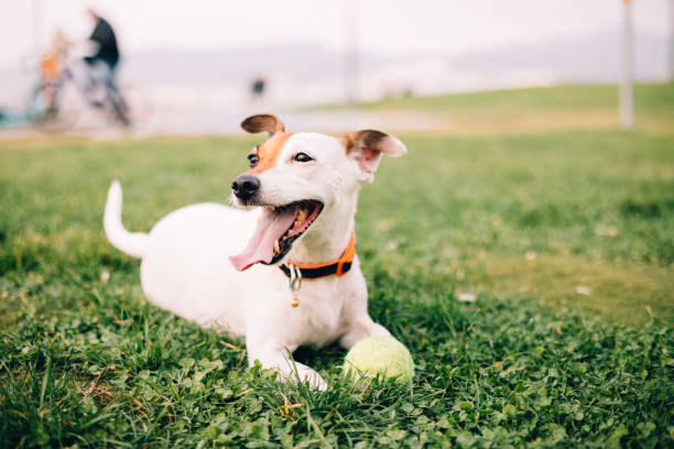 istock Jack russel dog sitting on the grass 1360204389
