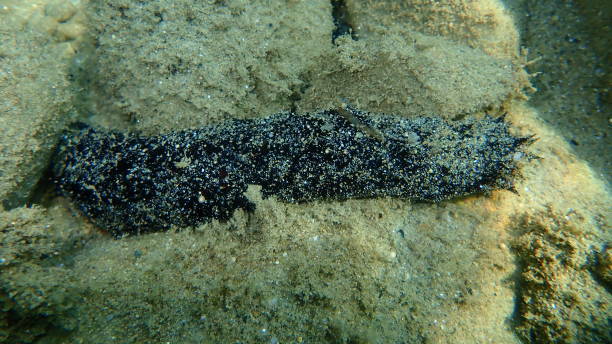 White spot cucumber, Holothuria (Roweothuria) poli, undersea, Aegean Sea White spot cucumber, Holothuria (Roweothuria) poli, undersea, Aegean Sea, Greece, Halkidiki holothuria stock pictures, royalty-free photos & images