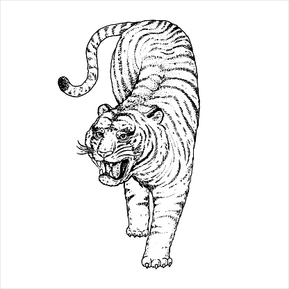 Tiger climbing down sketch. Vintage illustration with wild cat. Hand drawn vector illustration.