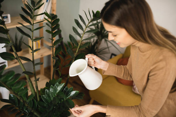 istock Young woman watering plants at home 1360206501