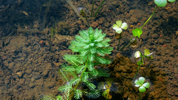 myriophyllum aquaticum parrot's feather or myriophyllum aquaticum is a green leafy aquatic plant shaped like a feather coiled around the tree trunk. this plant is commonly used as a decoration in fish ponds and watery gardens myriophyllum aquaticum stock pictures, royalty-free photos & images