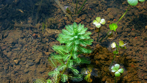 мириофиллум водный - myriophyllum aquaticum стоковые фото и изображения