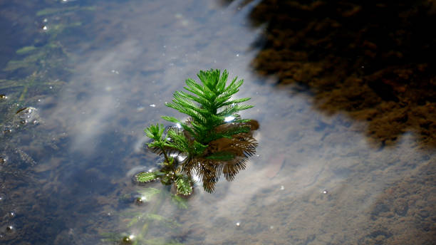 myriophyllum aquaticum parrot's feather or myriophyllum aquaticum is a green leafy aquatic plant shaped like a feather coiled around the tree trunk. this plant is commonly used as a decoration in fish ponds and watery gardens myriophyllum aquaticum stock pictures, royalty-free photos & images