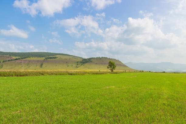 Summer landscape of green steppes and hills of Khakassia under the blue sky on a sunny day. Excellent pastures for livestock and farming