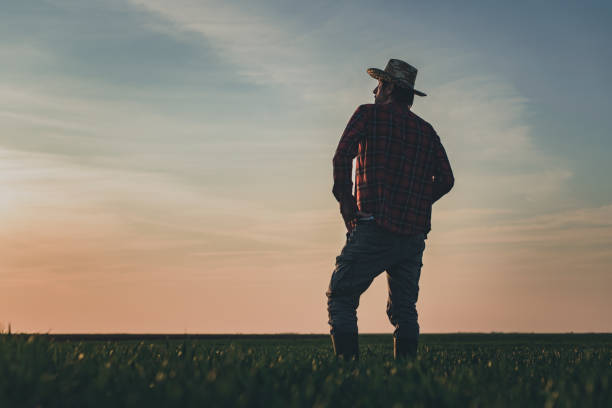 istock Rear view of satisfied farmer in wheatgrass field 1360207388