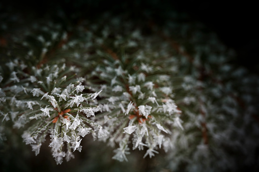 Close-up view of frosty snowflakes on the pine needles of a blue spruce tree.  Can be used to symbolize a new fresh beginning, nature, sustainable resources, winter, etc.  Empty space for text.