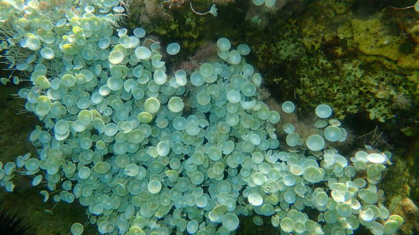 istock Green algae Acetabularia acetabulum undersea, Aegean Sea 1360208427