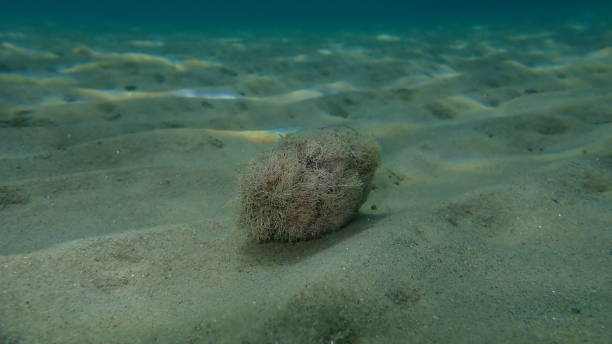 istock Dying marine algae Slender-beaded coral weed (Jania rubens) on sea bottom, Aegean Sea 1360213114