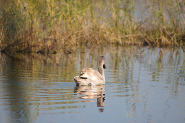 Young swan on rippled lake close-up with blurred reed on background